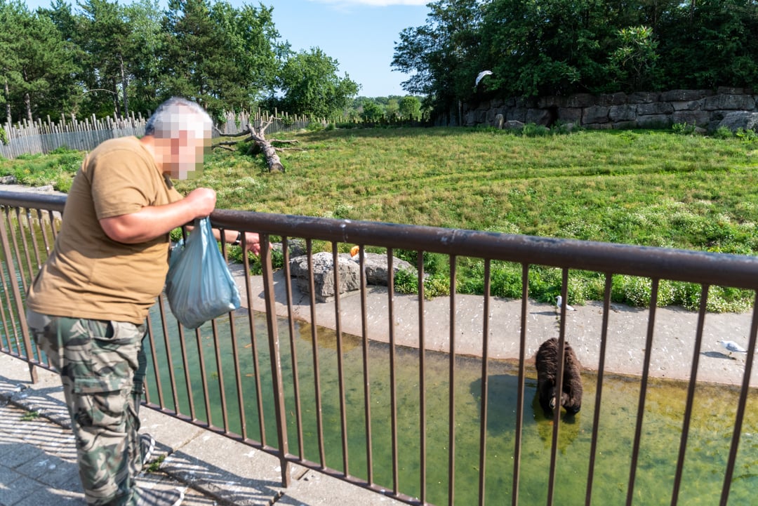 A guest feeding a bear at a roadside zoo