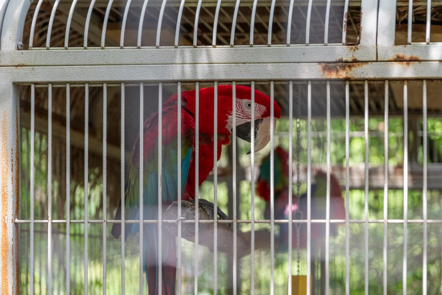 A macaw in a cage at a roadside zoo
