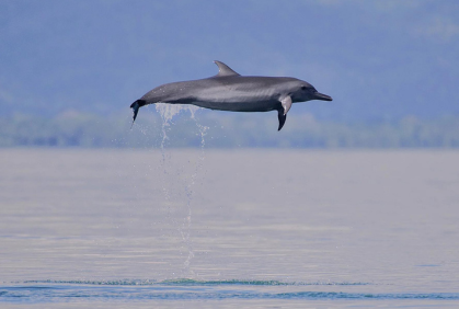 Golfo Dulce Whale Heritage Area