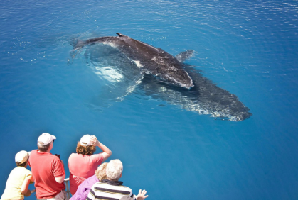 Hervey Bay Whale Heritage Area