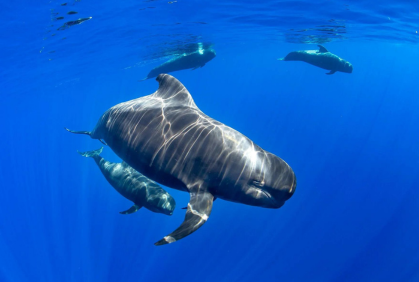 Tenerife-La Gomera Marine Area Whale Heritage Area