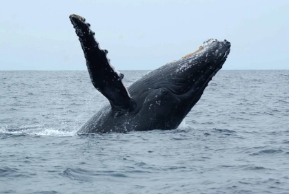 The Bluff Whale Heritage Area