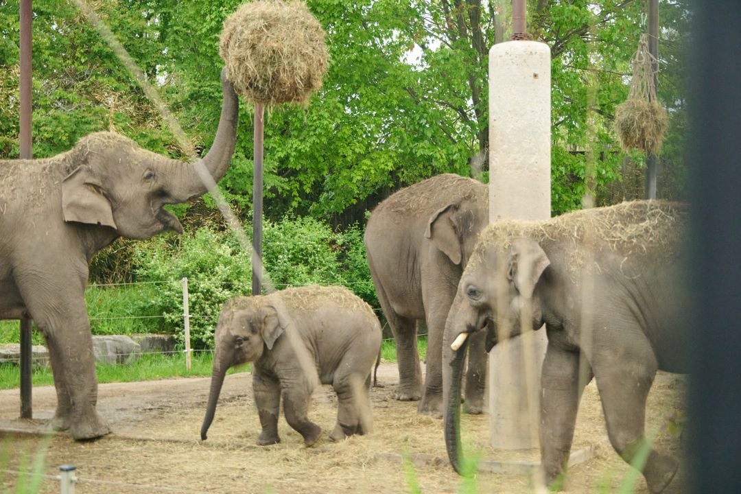 A young elephant at African Lion Safari