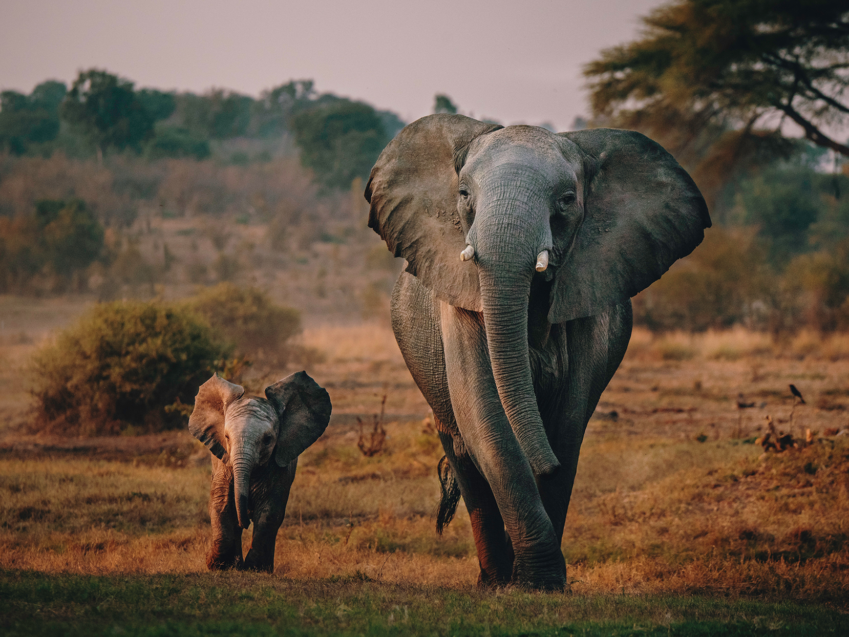 Elephants