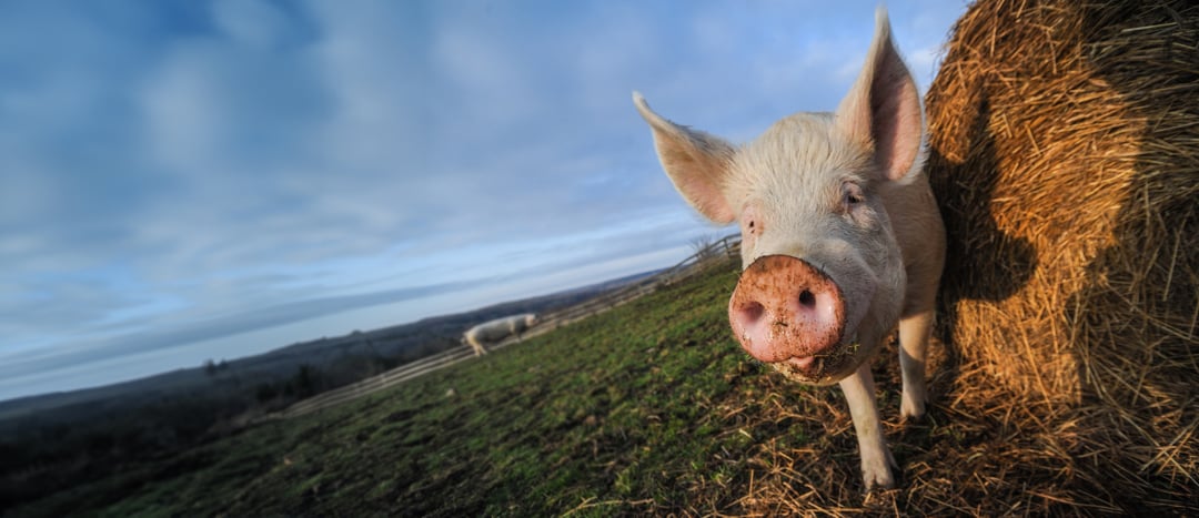 A pig on a high welfare farm