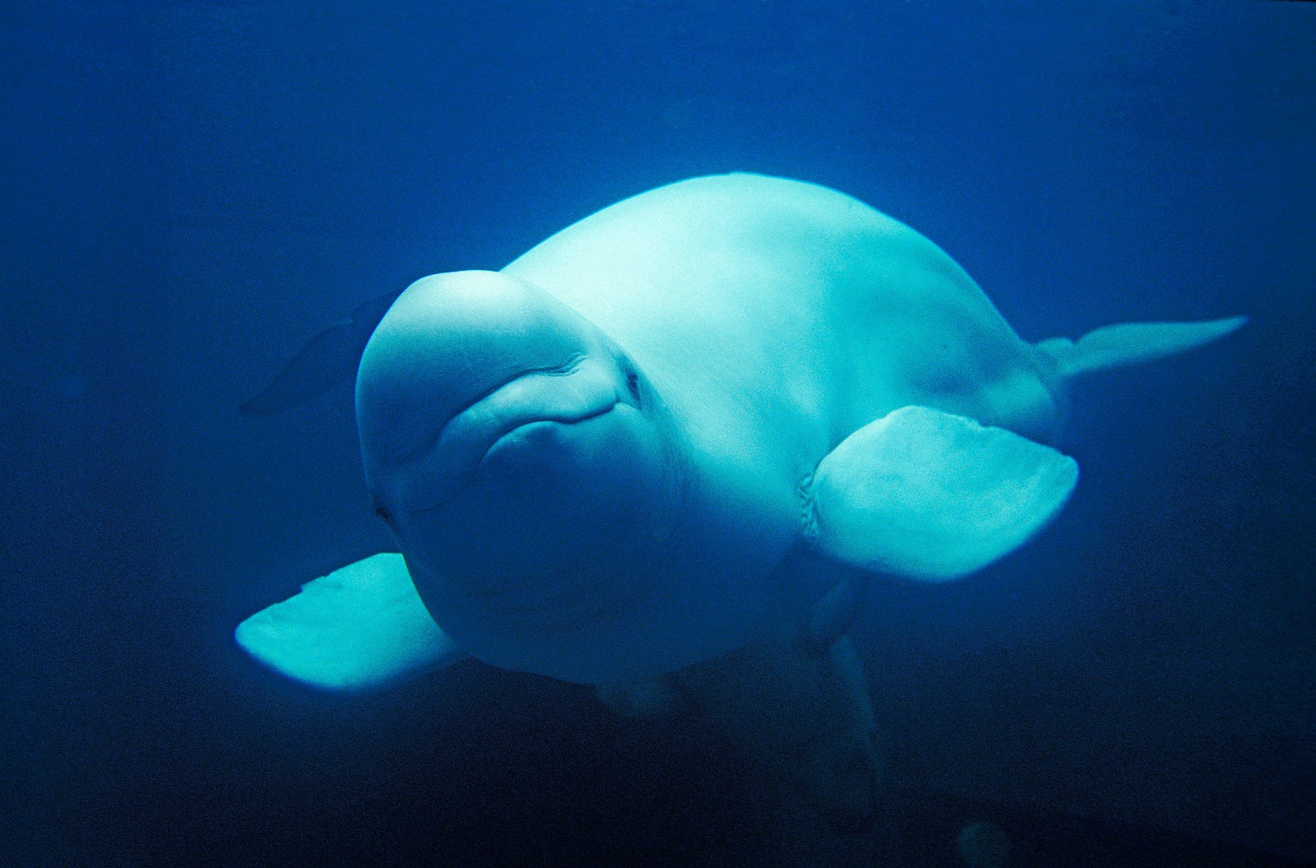 A beluga swimming in the wild
