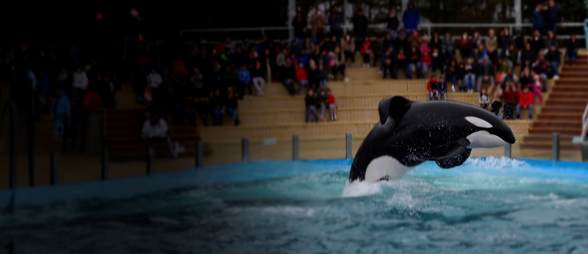 An orca in captivity