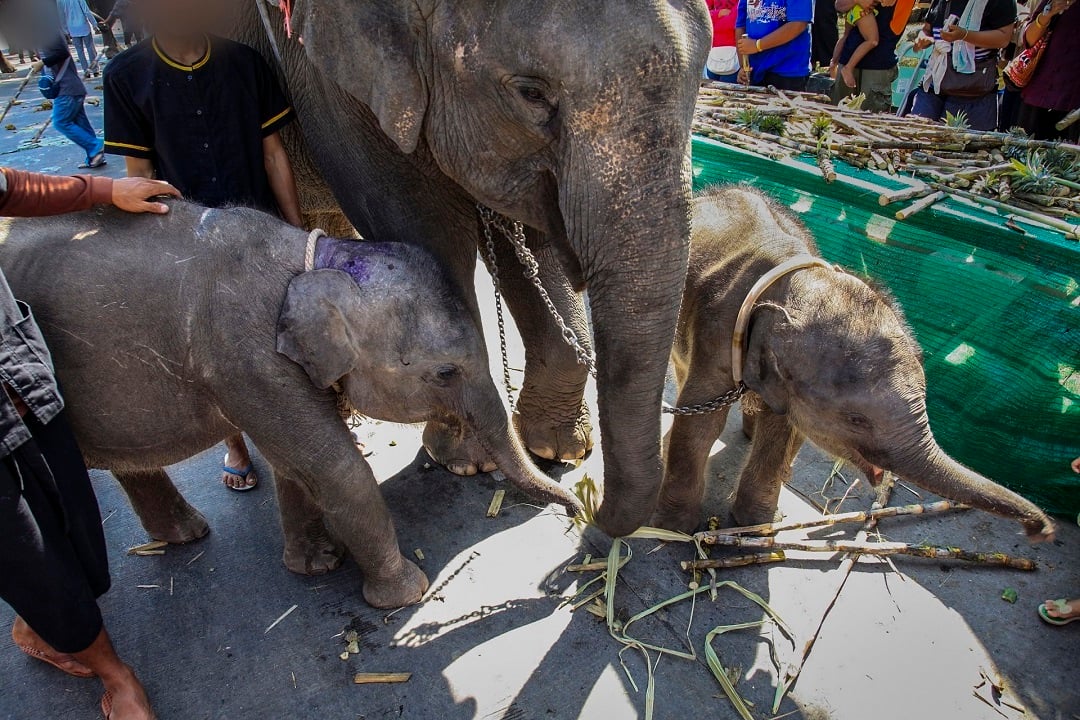 A mother elephant with two babies in chains