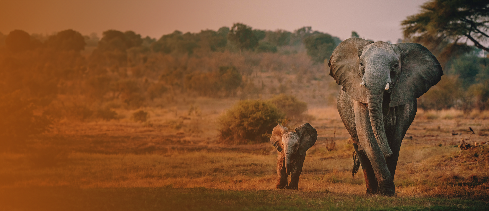 An elephant and her calf in the wild