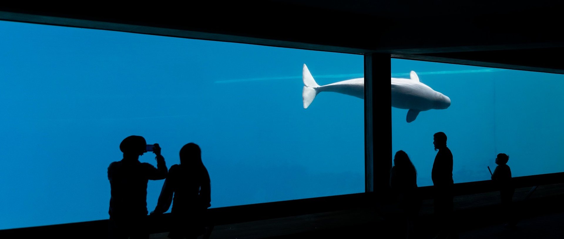 Beluga at Marineland