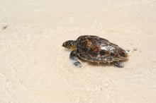 Stop sea turtle farming and abuse