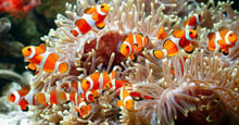 A group of clown fish in an anemone