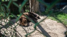 Baloo in captivity