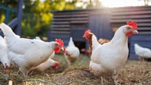 Chickens on a high-welfare farm