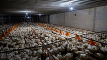 Chickens on a factory farm