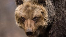 Marsican brown bear