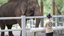 World animal protection team member with elephant