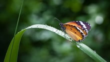 Close up of a monarch butterfly resting on a thick blade of grass
