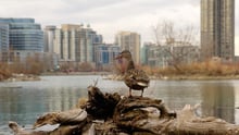 A duck in an urban area
