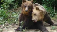 Hansel and Gretel, two rescued bears in sanctuary