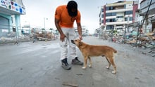 World Animal Protection team on the ground after earthquake in Ecuador.