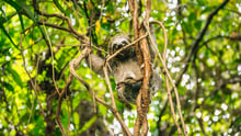 A sloth in a tree in the wild
