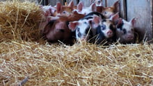 Piglets on a high-welfare farm