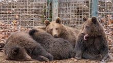 Rescued bears in sanctuary