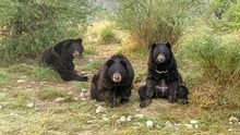 Rescued bears in sanctuary