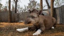 Valente a rescued tapir