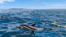 Dolphins in the wild
