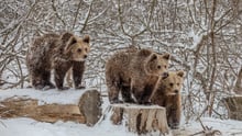 Bear cubs in the snow at Libearty sanctuary