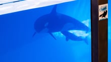Morgan and her young calf at Loro Parque