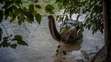 An elephant at an elephant-friendly venue