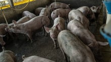 Pigs on an industrial farm