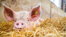 09may2016_pig
