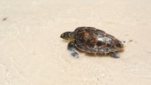 Stop sea turtle farming and abuse