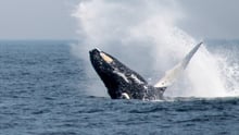 Sea Change campaign: tackling ghost fishing gear