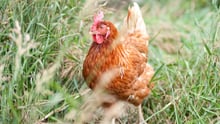 A chicken walking through grass at a high animal welfare farm.