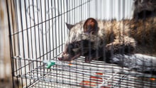 A caged civet at a wildlife market in Bali
