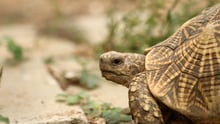 Why you shouldn't give exotic pets as gifts this holiday season