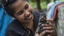 In April 2017, following heavy rains, many parts of Peru were affected by floods and landslides. Photo: World Animal Protection / Ernesto Benavides / AFP