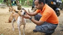 Dr. Akash Maheshwari examines a local dog in Malabe, a suburb of Colombo.
