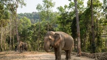 Admiring wildlife from afar: Thai venue pioneers elephant-friendly transition