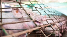 Pigs in cages