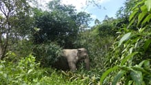 Jahn, a 32-year-old female elephant at Following Giants