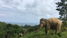Pictured: One of the rescued elephants at high-welfare venue Following Giants.