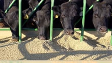 Four cows eating grain on a farm