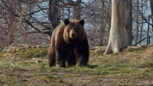 Cristi at the Libearty sanctuary