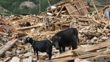 A six-month-old water buffalo calf and two adult female goats in the rubble of their former shelter, Kavre District, Nepal.